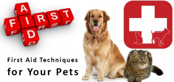 First Aid Techniques for Your Pets