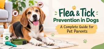 Flea and Tick Prevention in Dogs: A Complete Guide for Pet Parents