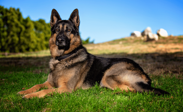 German Shepherd Dog Breed to protect your family
