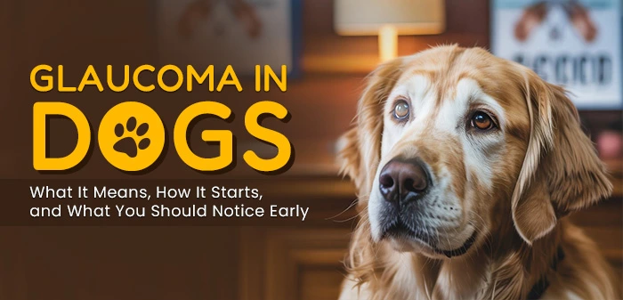 Glaucoma in Dogs