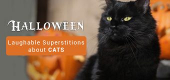 Halloween: Laughable Superstitions about Cats
