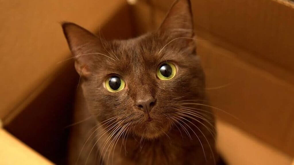 Havana Brown is one cute and intelligent cat breeds