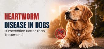 Heartworm Disease in Dogs: Is Prevention Better Than Treatment?
