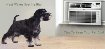 Heat Waves Soaring High – Tips To Keep Your Pet Cool