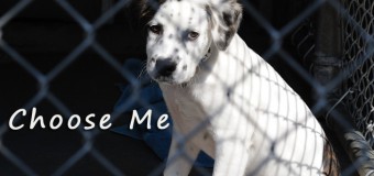 How to Choose the Correct Rescue Dog for Your Family?