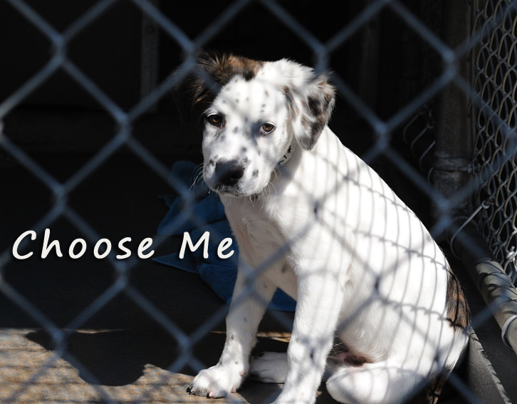 How to Choose the Correct Rescue Dog