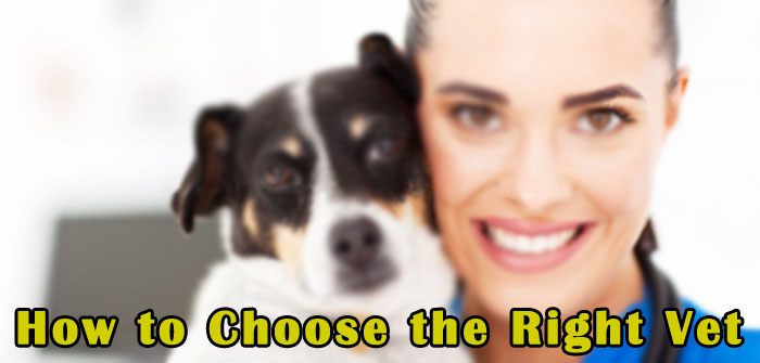 How to Choose the Right Vet
