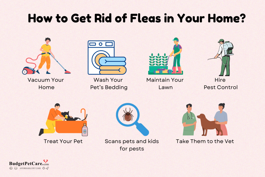 Presenting various ways on How to get rid of fleas in your home?