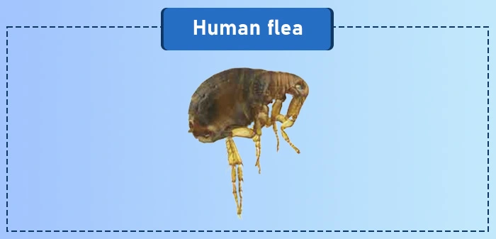 Human flea - a common type of flea in the US