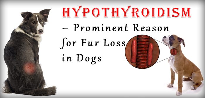 Hypothirodism in Dogs