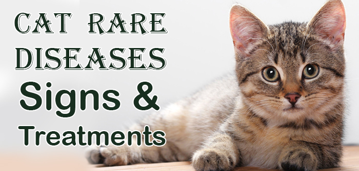 Cat Rare Diseases