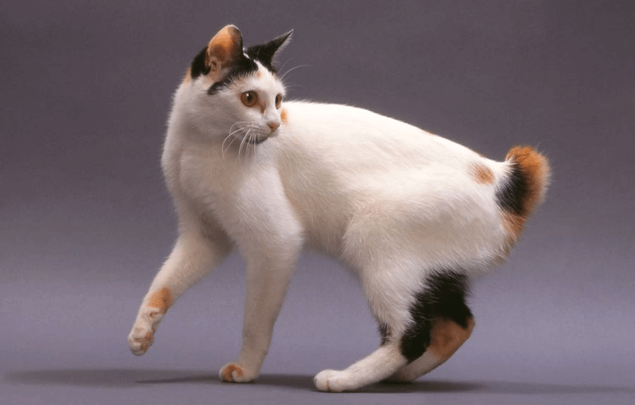 Japanese Bobtail: a popular cat breeds that get along well with dogs