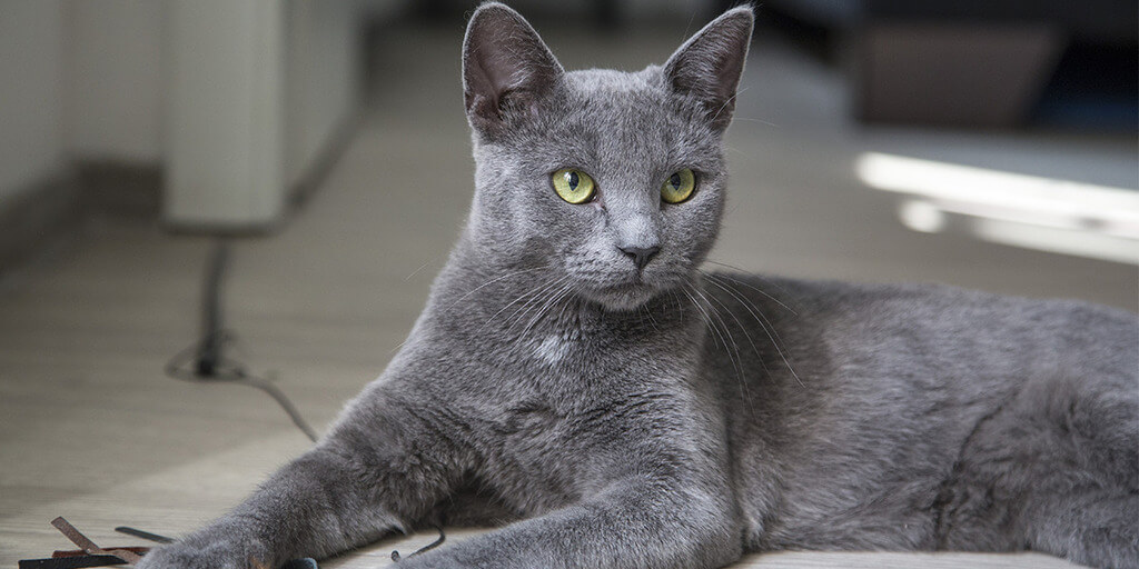 Cat Breeds At Risk of Extinction: The 13 most rare breeds of beautiful cat  in the world - including the gorgeous Korat cat breed
