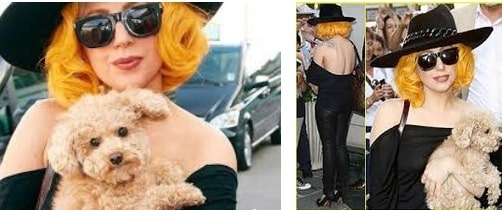 Lady Gaga with Famous Dog
