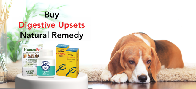 Upset dog after eating human foods - Natural Remedies for Digestive Upsets for dogs 