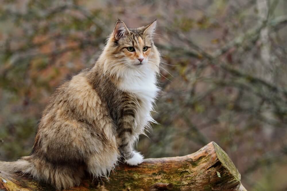 Norwegian Forest Cat: a popular cat breeds that get along well with dogs