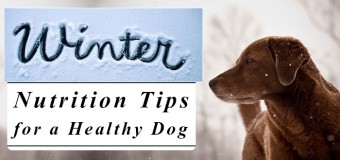 Winter Nutrition Tips for a Healthy Dog