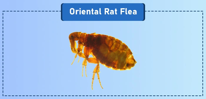 Oriental Rat flea - a common type of flea in the US