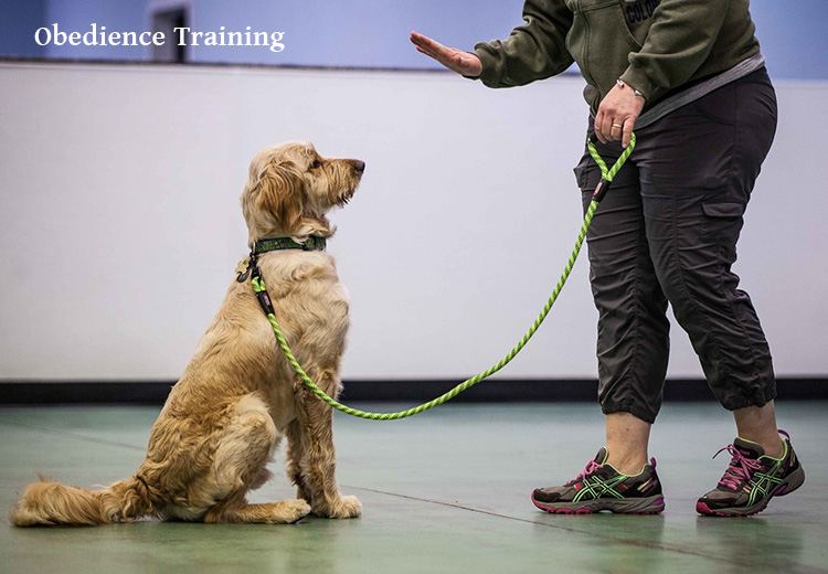 obedience training 