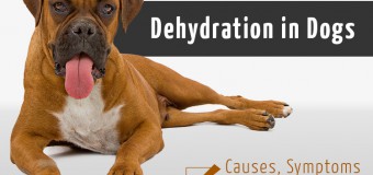 Dehydration in Dogs- Causes, Symptoms and Prevention