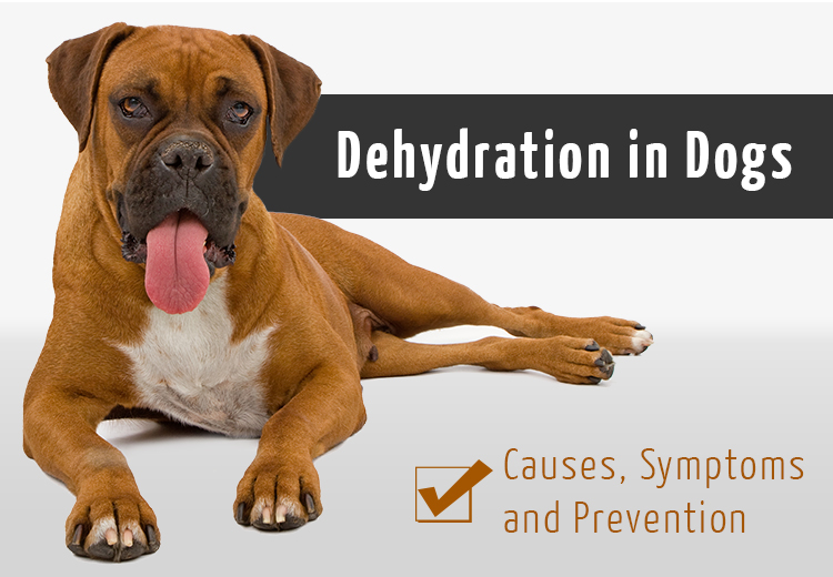 PCS_dehydration-in-dogs