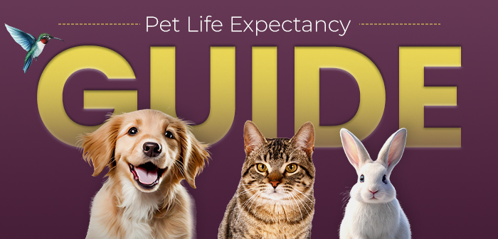 An image of pet dog, cat, rabbit and a bird for a guide on pet life expectancy