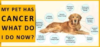 My Pet Has Been Diagnosed With Cancer- What Do I Do Now