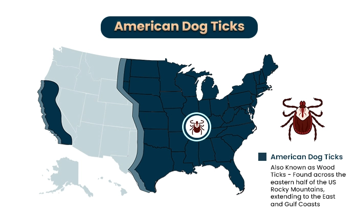 American dog ticks or wood ticks a type of tick species in the us