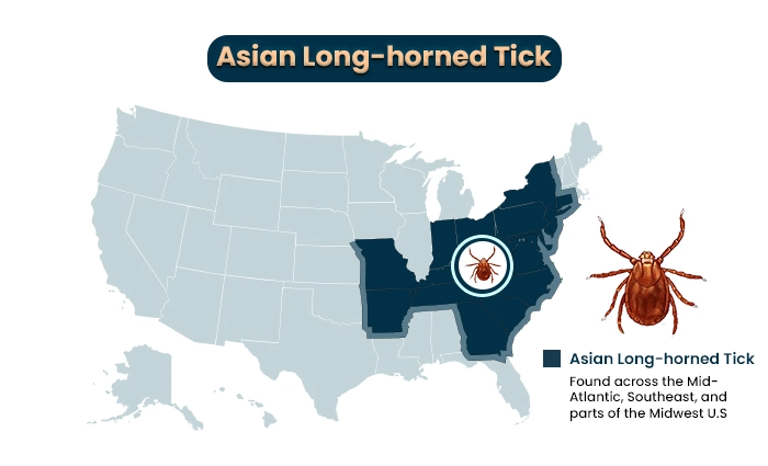 Asian long-horned tick a type of tick species in the us
