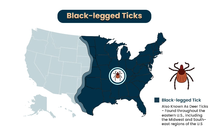 Black-legged ticks or Deer ticks a type of tick species in the us