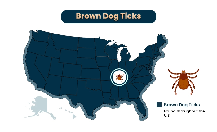 Brown dog ticks a type of tick species in the us
