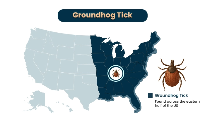 Groundhog tick a type of tick species in the us