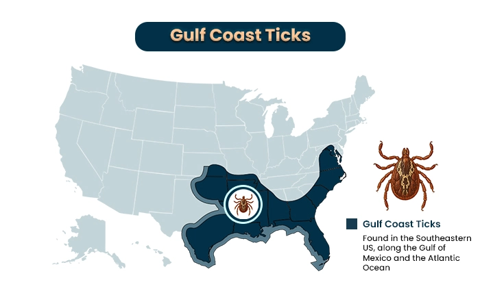 Gulf Coast ticks a type of tick species in the us