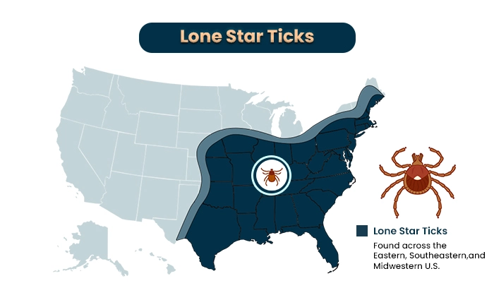 Lone Star ticks a type of tick species in the us