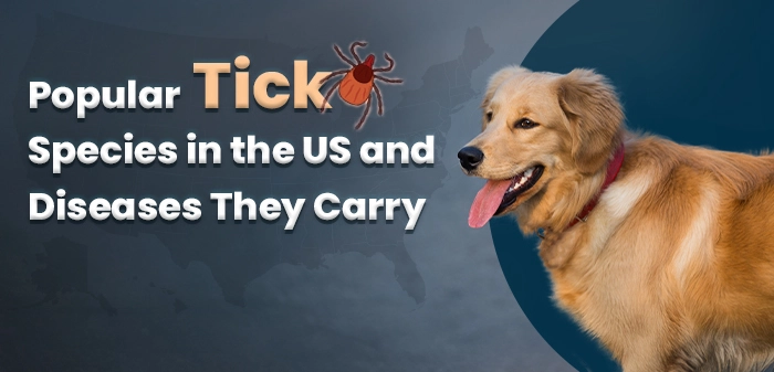 Popular tick species in the US