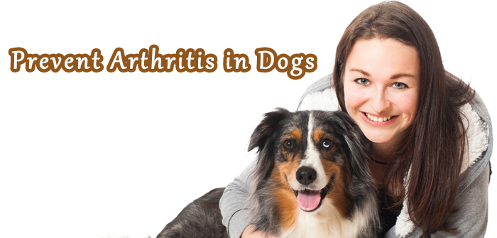 Prevent Arthritis in Dogs
