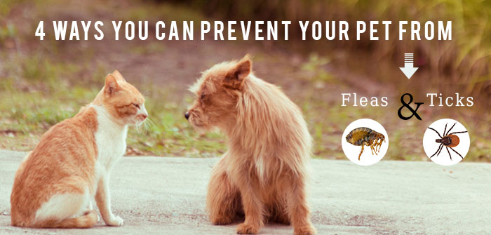 Prevent Your Pet from Fleas and Ticks