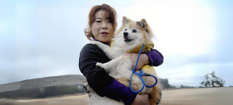 Pusuke - The Oldest Shiba Inu Mix Breed