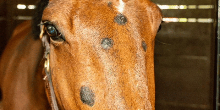 Ringworm skin condition in horses