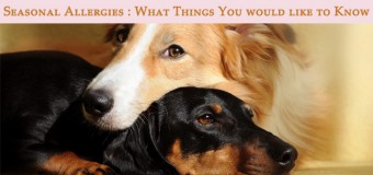 Seasonal Allergies: What Things You would like to Know