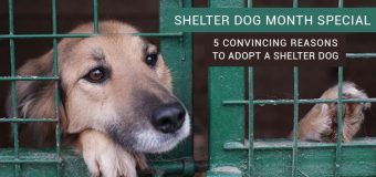 Shelter Dog Month Special: 5 Convincing Reasons to Adopt a Shelter Dog