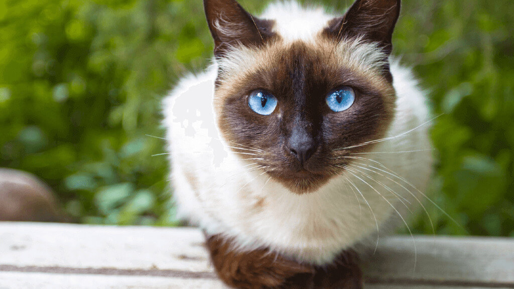 Siamese- an intelligent Cat Breed