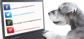 Social Networking – Expanding Connections for Best Pet Care