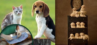 Pros and Cons of Early Spaying and Neutering Your Pet