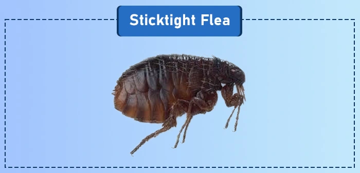 Sticktight flea - a common type of flea in the US