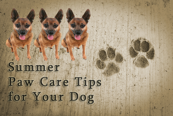 Summer Paw Care Tips for Your Dog