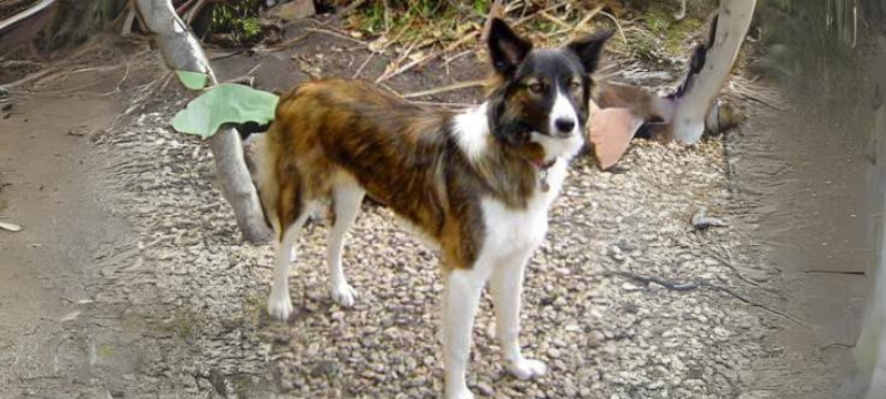 Taffy - The Welsh Collie one of the oldest dogs in history