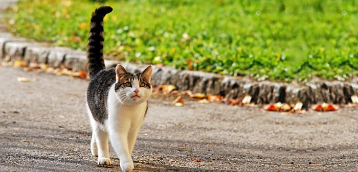 understanding cats tail language