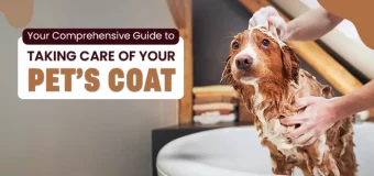 Your Comprehensive Guide to Taking Care of Your Pet’s Coat