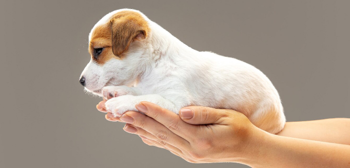 Tiny Beagle dog on a hand 